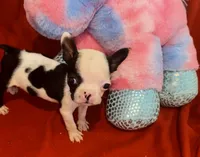 Baby Yodi, a male French Bulldog and Frenchton for sale in Vilonia, AR – 2 of 7