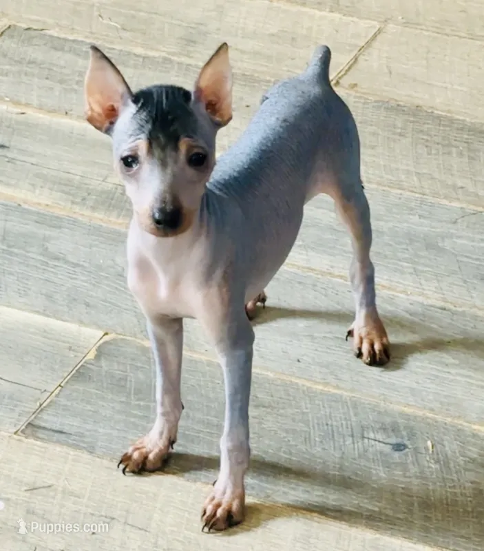 Sarge – Chinese Crested, Miniature Pinscher puppy for sale in Vilonia, AR