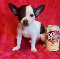 Ghost Face, a male Chihuahua for sale in Vilonia, AR – 4 of 6