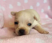 Boujee , a male Chihuahua for sale in Vilonia, AR – 3 of 4