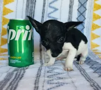 Mouse , a male Chihuahua for sale in Vilonia, AR – 4 of 4