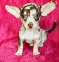 Jupiter , a male Chihuahua for sale in Vilonia, AR – 5 of 7