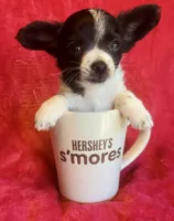 Stitch, a male Chihuahua for sale in Vilonia, AR – 2 of 5