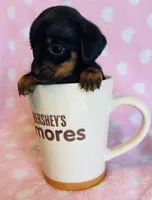 Trinket, a female Miniature Dachshund for sale in Vilonia, AR – Photo 1 of 2