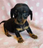 Trinket, a female Miniature Dachshund for sale in Vilonia, AR – Photo 2 of 2