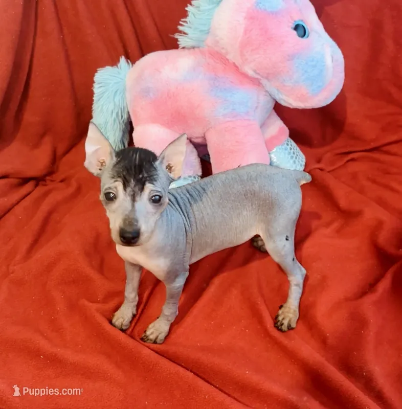 Sarge – Chinese Crested, Miniature Pinscher puppy for sale in Vilonia, AR