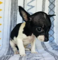 Mouse , a male Chihuahua for sale in Vilonia, AR – 2 of 4