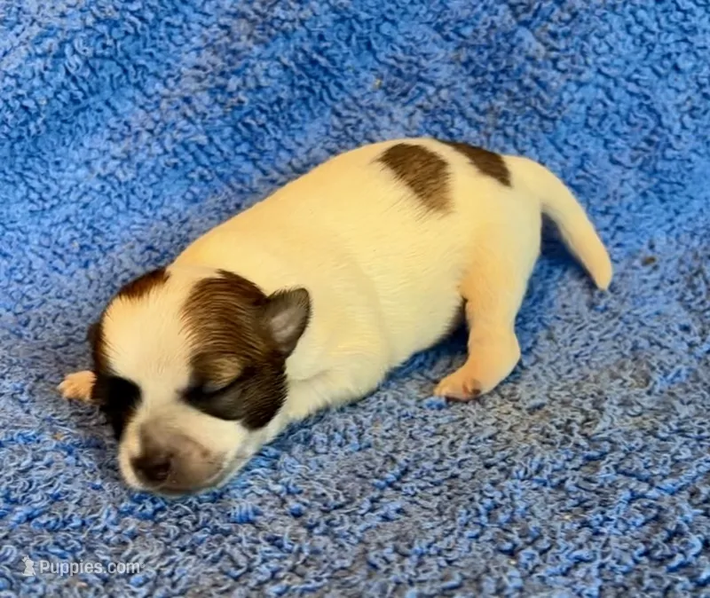 Biscuit – Chihuahua puppy for sale in Vilonia, AR