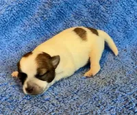 Biscuit, a male Chihuahua for sale in Vilonia, AR – 1 of 6
