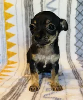 Cricket, a female Chihuahua for sale in Vilonia, AR – 5 of 5