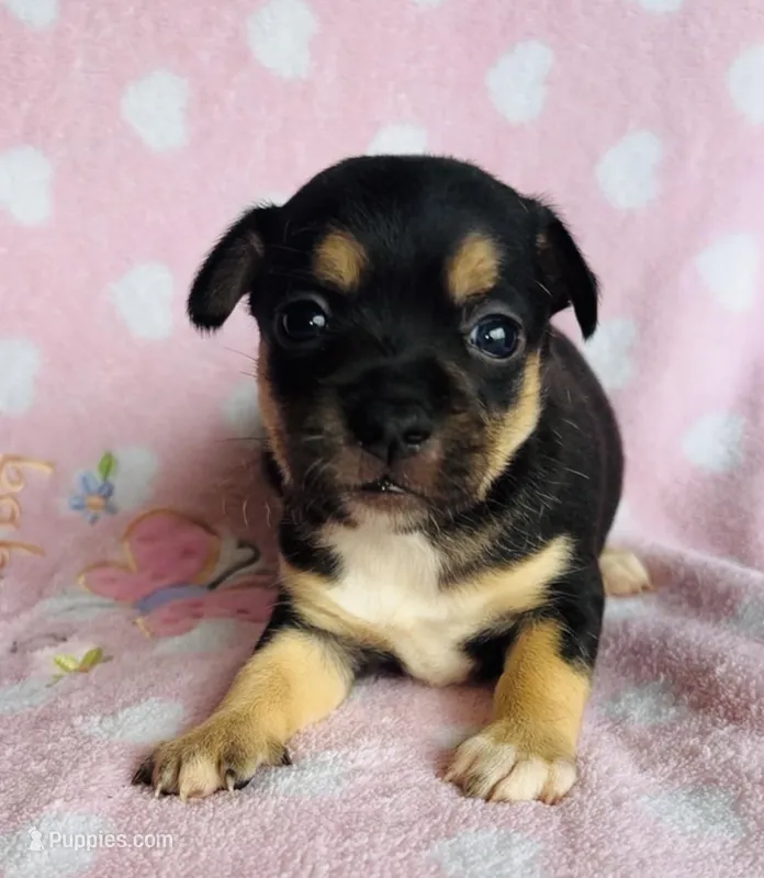 Sheba – Chihuahua puppy for sale in Vilonia, AR