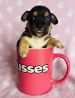 Sheba, a female Chihuahua for sale in Vilonia, AR – Photo 2 of 2