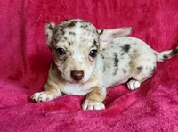 Pluto, a male Chihuahua for sale in Vilonia, AR – 3 of 7