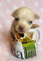 Buster, a male Chihuahua for sale in Vilonia, AR – 1 of 4