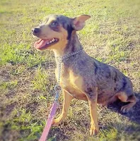 Nezuko, a female Miniature Pinscher for sale in Vilonia, AR – Photo 2 of 2
