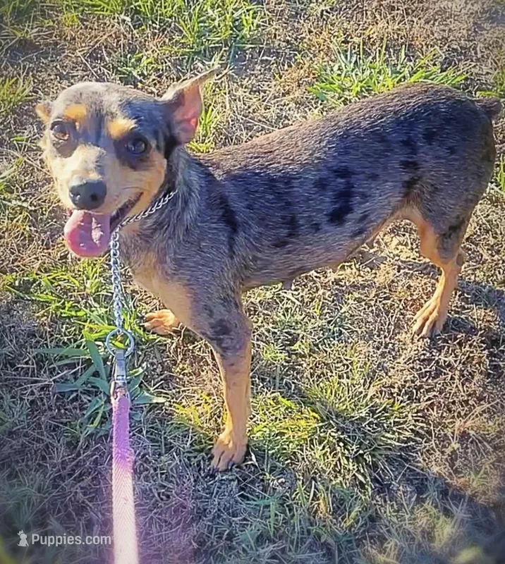 Nezuko – Miniature Pinscher puppy for sale in Vilonia, AR