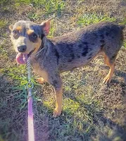 Nezuko, a female Miniature Pinscher for sale in Vilonia, AR – Photo 1 of 2