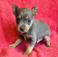 Zuko, a male Miniature Pinscher for sale in Vilonia, AR – 2 of 4