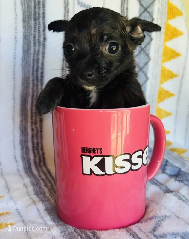 Reaper – Chihuahua puppy for sale in Vilonia, AR