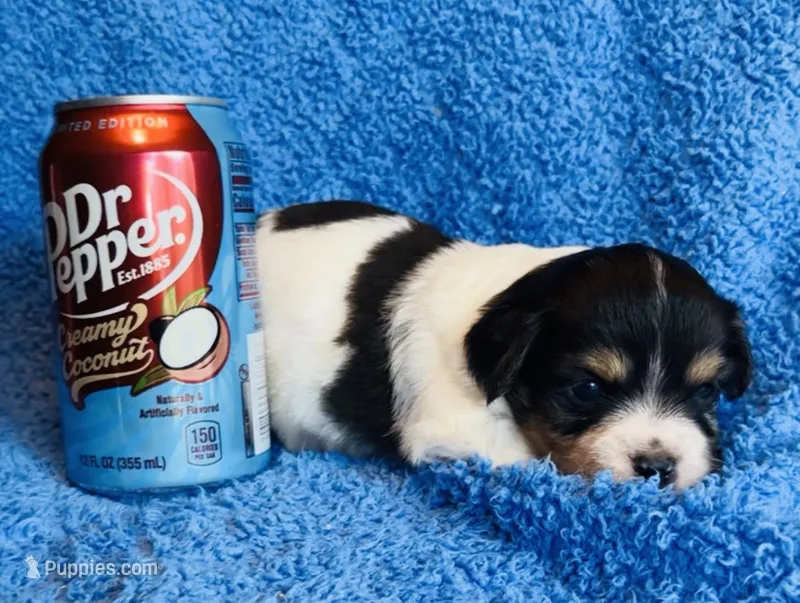 Gizmo – Chihuahua puppy for sale in Vilonia, AR