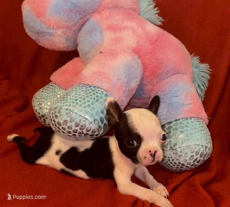 Baby Yodi – French Bulldog, Frenchton puppy for sale in Vilonia, AR