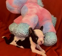 Baby Yodi, a male French Bulldog and Frenchton for sale in Vilonia, AR – 1 of 7