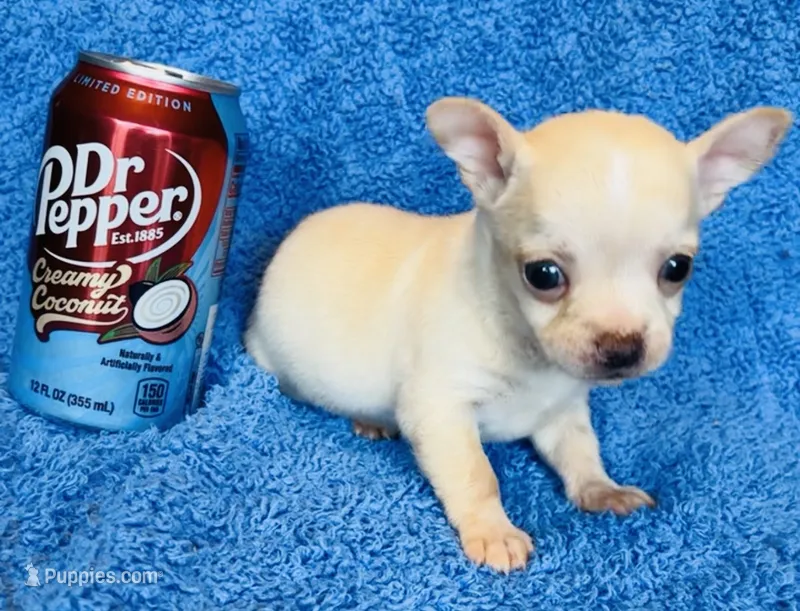 Buster – Chihuahua puppy for sale in Vilonia, AR