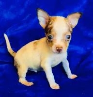 Taco, a male Chihuahua for sale in Vilonia, AR – 3 of 3
