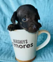 Hershey , a male Miniature Dachshund for sale in Vilonia, AR – Photo 2 of 3