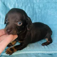 Hershey , a male Miniature Dachshund for sale in Vilonia, AR – Photo 1 of 3