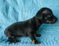Hershey , a male Miniature Dachshund for sale in Vilonia, AR – Photo 3 of 3