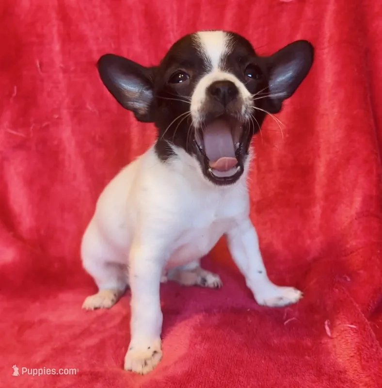 Tiny – Chihuahua puppy for sale in Vilonia, AR