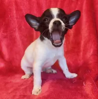 Tiny, a male Chihuahua for sale in Vilonia, AR – 1 of 5