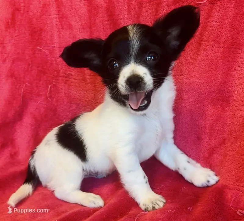 Stitch – Chihuahua puppy for sale in Vilonia, AR