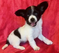 Stitch, a male Chihuahua for sale in Vilonia, AR – 1 of 5