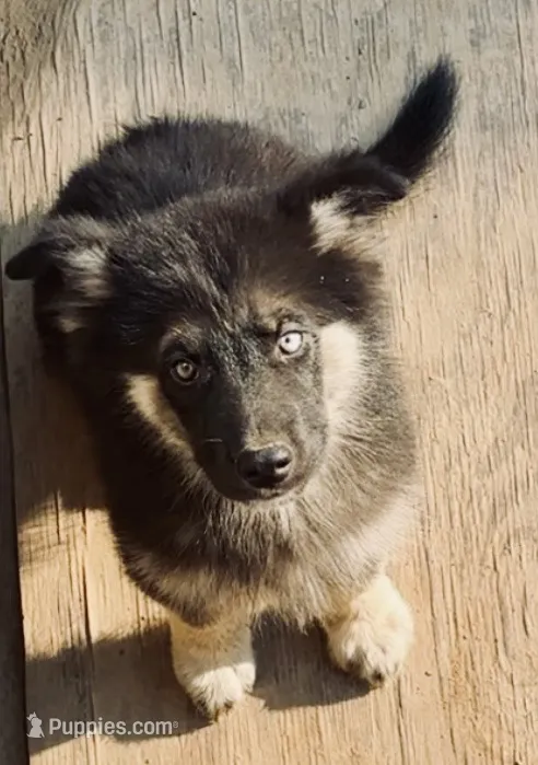 Wraith – German Shepherd Dog, Siberian Husky puppy for sale in Vilonia, AR
