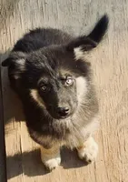 Wraith, a male German Shepherd Dog and Siberian Husky for sale in Vilonia, AR – 1 of 2