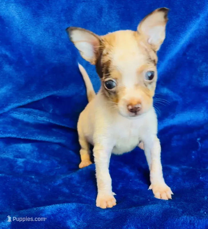 Taco – Chihuahua puppy for sale in Vilonia, AR