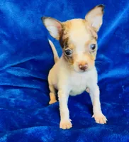 Taco, a male Chihuahua for sale in Vilonia, AR – 1 of 3