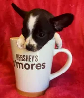Tiny, a male Chihuahua for sale in Vilonia, AR – 2 of 5