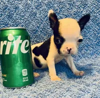 Baby Yodi, a male French Bulldog and Frenchton for sale in Vilonia, AR – 7 of 7