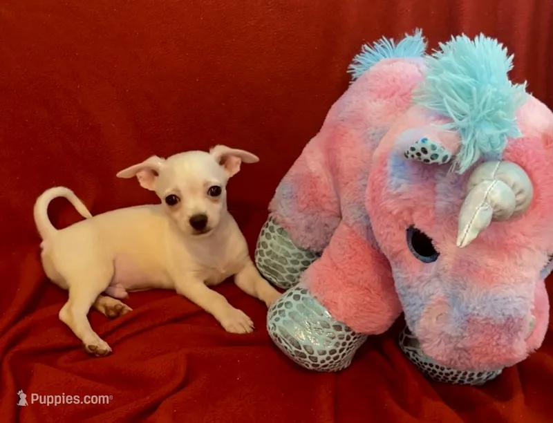 Remi  – Chihuahua puppy for sale in Vilonia, AR