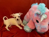 Remi , a male Chihuahua for sale in Vilonia, AR – 1 of 9