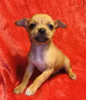 Taco, a male Chihuahua for sale in Vilonia, AR – Photo 2 of 2