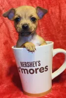 Taco, a male Chihuahua for sale in Vilonia, AR – Photo 1 of 2