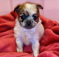 Biscuit , a male Chihuahua for sale in Vilonia, AR – 9 of 10