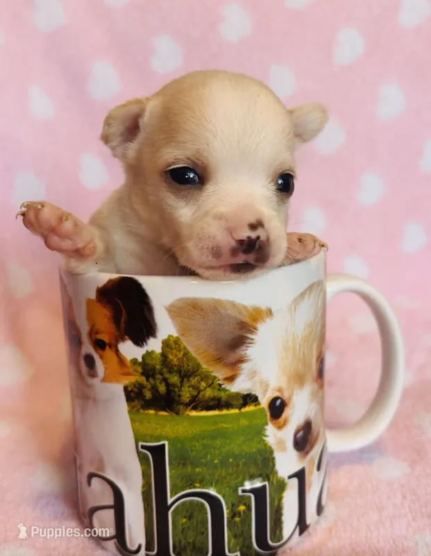 Rio – Chihuahua puppy for sale in Vilonia, AR