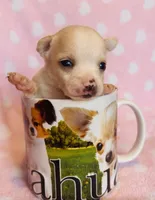 Rio, a male Chihuahua for sale in Vilonia, AR – 1 of 4