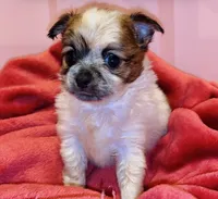 Biscuit , a male Chihuahua for sale in Vilonia, AR – 5 of 10