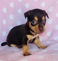 Chico, a male Chihuahua for sale in Vilonia, AR – Photo 1 of 3